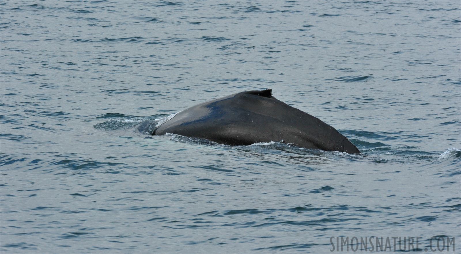 Megaptera novaeangliae [280 mm, 1/800 sec at f / 11, ISO 1600]